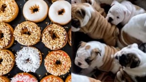 Illustration : 13 photos déconcertantes de chiens s'étant fait passer pour des desserts