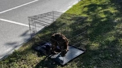 Illustration : Une chienne abandonnée dans une cage mobilise toute une équipe de bénévoles décidées à la sauver et rassurer