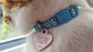 Illustration : Cette chatte qui suit tout le monde et essaie de prendre le bus doit porter un collier prévenant de ses habitudes