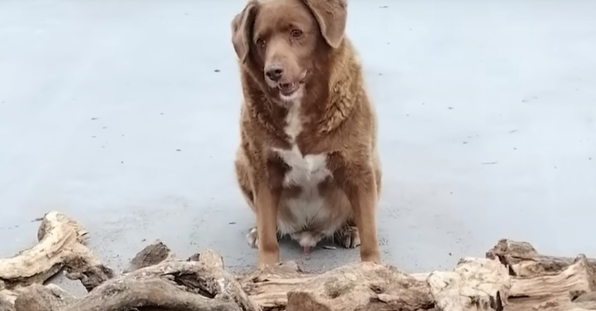 Bobi, o cão recordista mundial, comemora seu aniversário com grande alarde