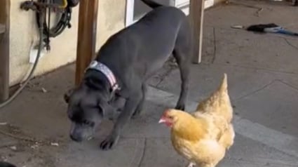 Illustration : Un Pitbull et une poule forment une amitié inattendue qui fait fondre les cœurs (vidéo)