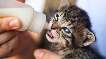 Illustration : Lactadiet : une solution nutritive complète enrichie en colostrum qui sauve les jeunes animaux privés de lait maternel