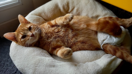 Illustration : « Tootie s’est battue comme une lionne » : le combat inspirant d'une chatte handicapée et malade pour vivre pleinement sa vie (vidéo)