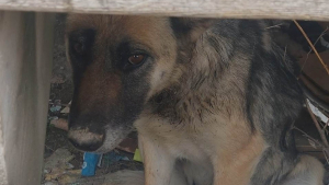 Illustration : Une seconde chance pour une chienne errante tentant de survivre avec un collier enfoncé dans le cou