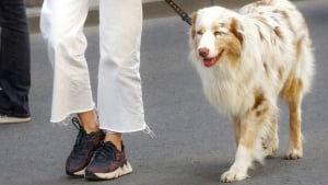 Illustration : L'œil attentif d'une éducatrice relance l'espoir pour la propriétaire d'un chien volé