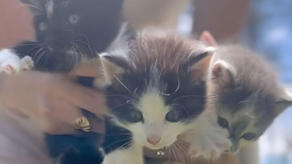 Illustration : 3 chatons errants s'invitent dans un jardin et conquièrent le cœur d'une maman et de ses enfants (vidéo)