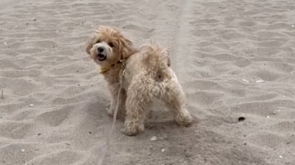 Illustration : Une femme alerte sur les dangers du sable pour les chiens, après une promenade à la plage qui a tourné au drame