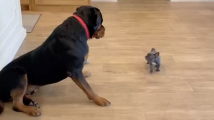 Illustration : Un Rottweiler réagit de façon surprenante lorsqu’il rencontre un tout petit chiot pour la première fois (vidéo)