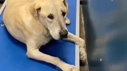 Illustration : Une Labrador Retriever est admise dans un refuge à l’âge de 14 ans à cause d’un déménagement (vidéo)