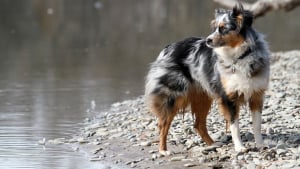 Illustration : Acte héroïque en mer : un pêcheur repère un chien en détresse et tente de le sortir de l'eau