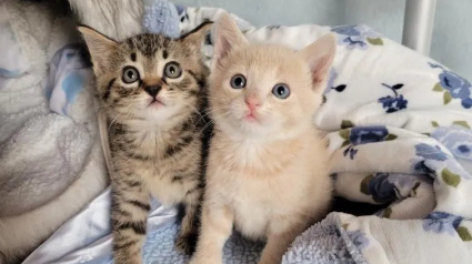 Illustration : Deux chatons orphelins se rencontrent en famille d’accueil et deviennent tout l’un pour l’autre