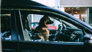 Illustration : Un conducteur ivre échange sa place avec celle de son chien pour échapper à une arrestation