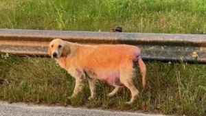 Illustration : Elle aperçoit une chienne malade et terrifiée au bord de la route et se donne pour mission de la sauver