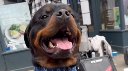 Illustration : Discriminé à cause de sa race, ce Rottweiler se voit refuser une gamelle d’eau dans un café