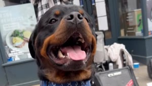 Illustration : "Discriminé à cause de sa race, ce Rottweiler se voit refuser une gamelle d’eau dans un café"