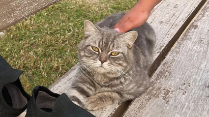 Illustration : Ce chat errant se couchait sur des bancs pour attirer l'attention des promeneurs et changer de vie