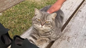 Illustration : "Ce chat errant se couchait sur des bancs pour attirer l'attention des promeneurs et changer de vie"