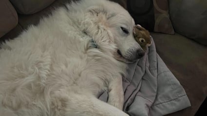 Illustration : Un Chien de montagne des Pyrénées devient un père de substitution pour une portée de lapereaux (vidéo)