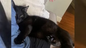 Illustration : Un chat sauvé par un couple accueille tendrement son humain après une longue absence (vidéo)