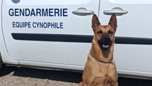 Illustration : Première intervention mémorable pour ce jeune chien de piste, à la recherche d'une dame disparue