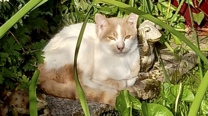 Illustration : Une dame apprend que son chat a été retrouvé, mais son sauveteur refuse de le lui rendre