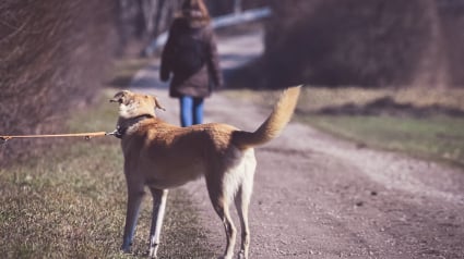 Illustration : « 300 000 animaux de compagnie abandonnés chaque année » : découvrez les actions solidaires organisées en juin