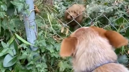 Illustration : Tous les jours, cette chienne attend la visite de son nouvel ami canin à travers la grille de son jardin (vidéo)