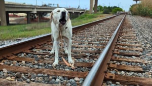 Illustration : Un Labrador Retriever piégé sur une voie ferrée en activité donne lieu à une intervention périlleuse