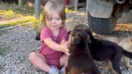 Illustration : Cette petite fille prend grand soin de 4 chiots abandonnés et noue une forte amitié avec eux (vidéo)