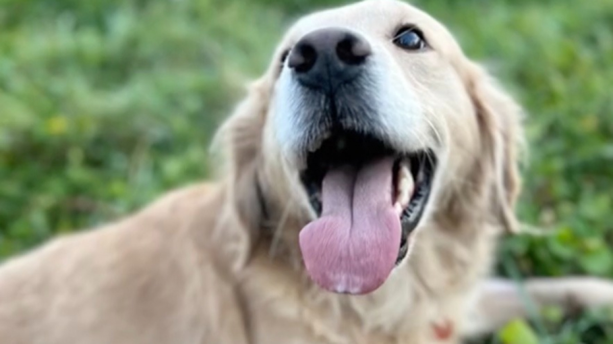 Illustration : "De la cage aux câlins : comment un Golden Retriever victime d'élevage intensif retrouve joie et confiance en lui (vidéo)"