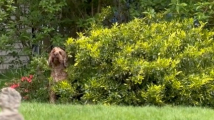 Illustration : Un chien obnubilé par son jardin trouve une technique amusante pour ne pas rentrer chez lui (vidéo)