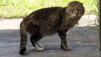 Illustration : Une femme au grand coeur se démène pendant des mois pour gagner la confiance d'un chat errant et malade (vidéo)