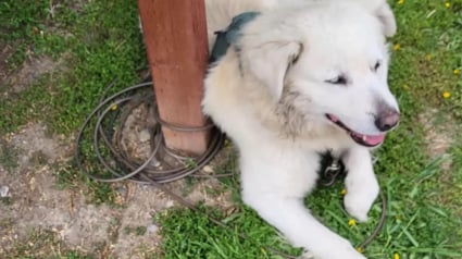 Illustration : Des habitants sont réveillés en pleine nuit par les pleurs d'un chien attaché à un poteau de boîte aux lettres (vidéo)