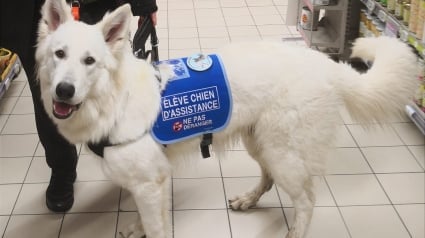 Illustration : Cyno-Sens, l'association qui accompagne les personnes en situation de handicap dans la formation de leur chien guide ou d'assistance (vidéo)