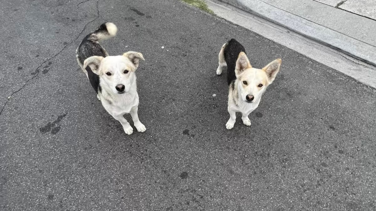 Illustration : "En se rendant au chevet d'une famille de chiens abandonnés, une femme fait une découverte surprenante (vidéo)"