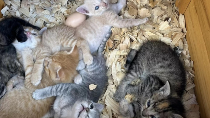 Illustration : Cohabitation insolite dans un poulailler : une maman chat s'installe parmi les gallinacés pour élever ses chatons