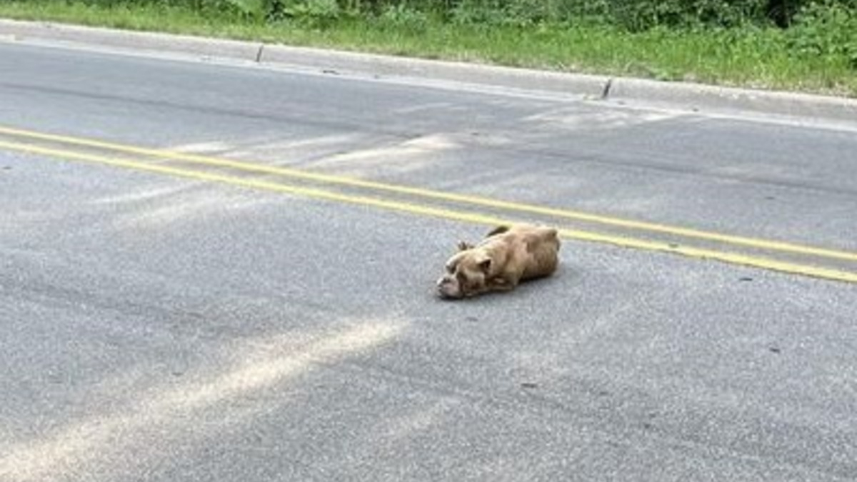 Illustration : "L'espoir est de nouveau permis pour une chienne découverte maigre et épuisée dans la rue"