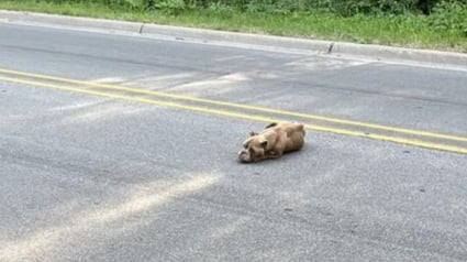 Illustration : L'espoir est de nouveau permis pour une chienne découverte maigre et épuisée dans la rue