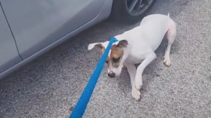 Illustration : Ce chien déprimé résiste de toutes ses forces pour ne pas retourner au refuge après ses promenades (vidéo)