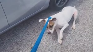 Illustration : "Ce chien déprimé résiste de toutes ses forces pour ne pas retourner au refuge après ses promenades (vidéo)"