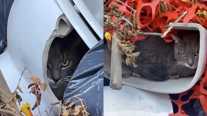 Illustration : Un bon samaritain découvre un chat caché dans une cuvette de toilettes et change sa vie à jamais (vidéo)