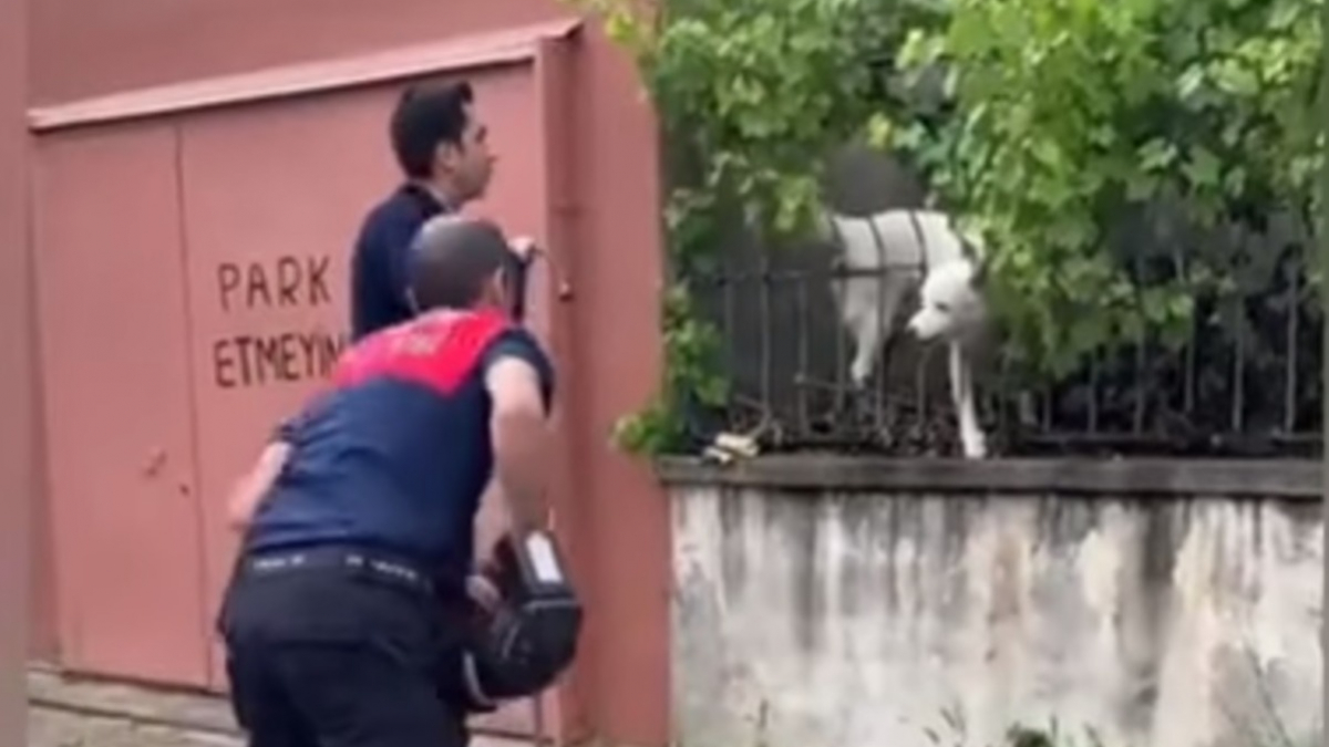 Illustration : "Un chien facétieux dupe passants et pompiers qui le croient pris au piège (vidéo)"