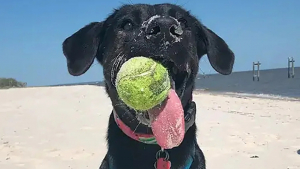 Illustration : Une chienne à la langue bien pendue : Zoey signe son entrée au Guinness avec un surprenant record