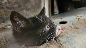 Illustration : Un chauffeur de camion découvre un chaton coincé dans le châssis de son véhicule 