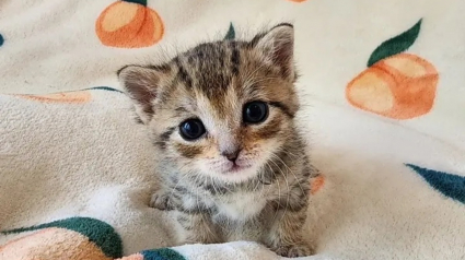 Illustration : Le parcours émouvant de Peach, chaton orphelin trouvé seul et malade dans l'herbe