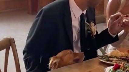 Illustration : Un chien vole la vedette lors du mariage de ses maîtres en leur faisant une petite farce (vidéo)