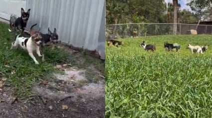 Illustration : Des Chihuahuas seniors terrifiés se transforment totalement en courant dans l'herbe pour la première fois