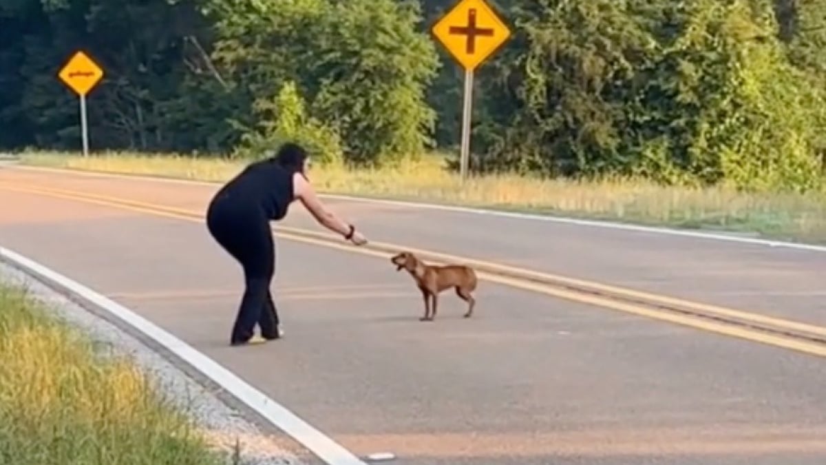 Illustration : "En plein roadtrip, 2 femmes surprennent une chienne en détresse au milieu de la route et décident de changer son destin (vidéo)"