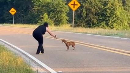 Illustration : En plein roadtrip, 2 femmes surprennent une chienne en détresse au milieu de la route et décident de changer son destin (vidéo)