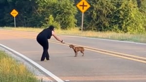 Illustration : En plein roadtrip, 2 femmes surprennent une chienne en détresse au milieu de la route et décident de changer son destin (vidéo)